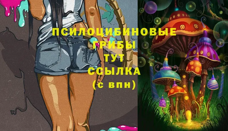 Галлюциногенные грибы Psilocybe  цены   Бологое 